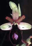 orchis